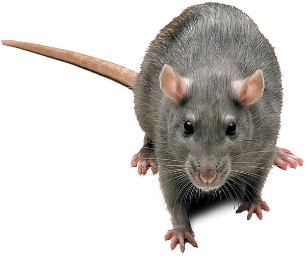 gray-rat